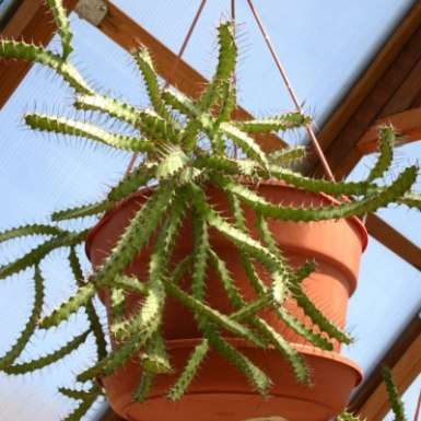 10 Euphorbia evansii Seeds - Lowveld Euphorbia - South African Succulent - Sukkulenten Samen