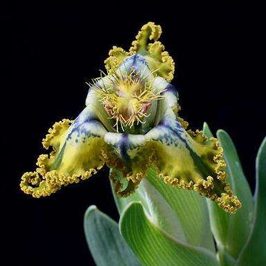 4 Ferraria divaricata Seeds - Indigenous South African Bulb - Perennial Flower Seeds