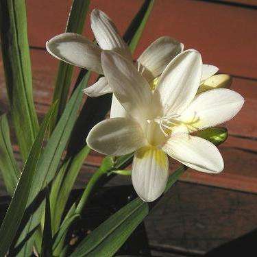 Freesia fucata Seeds - Indigenous Bulbs Seeds