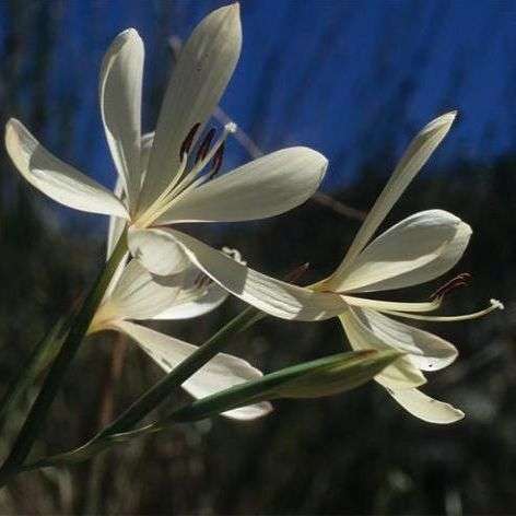 10 Geissorhiza confusa Seeds - Indigenous Bulbs Seeds