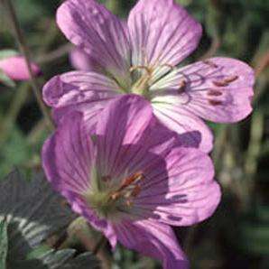Geranium pulchrum Seeds - Indigenous Shrub