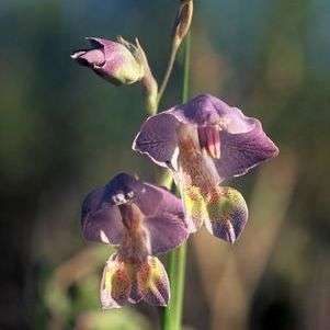 Gladiolus marlothii Seeds - Indigenous South African Bulb Seeds for Sale in South Africa