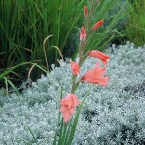 10 Gladiolus oppositiflorus ssp salmoneus Seeds - Indigenous South African Perennial Bulbs Seeds