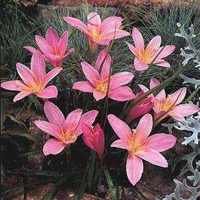 Zephyranthes robusta Seeds - Zephyr lily, Rain Lily, Magic Lily - Bulb Seeds