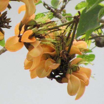 10 Cream Flowering Coast Coral Tree Seeds - Erythrina caffra, Kuskoraalboom - Indigenous Tree
