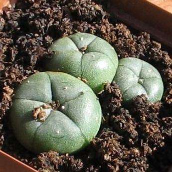 Three Headed PEYOTE CACTUS (Lophophora williamsii) PSYCHOACTIVE - Live Succulent Plants