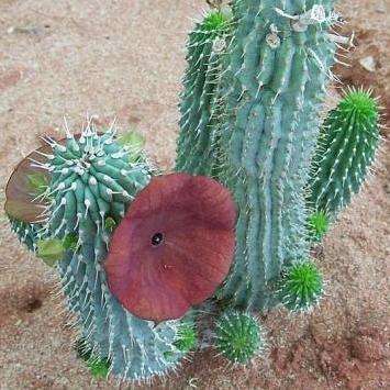 Hoodia juttae - 5 Seed Pack - Namibian Medicinal Succulent Stapeliad Exotic
