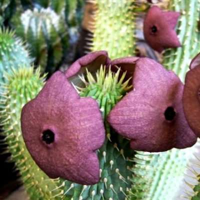 2 Hoodia juttae Seeds - Indigenous Succulents