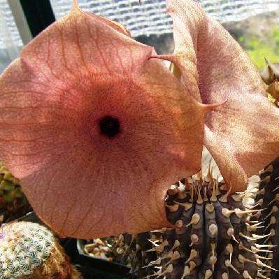 5 Hoodia macrantha Seeds - Buy Seeds for Indigenous South African Succulents