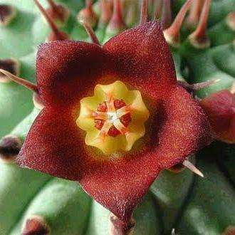 5 Hoodia officinalis Seeds - Indigenous Succulents