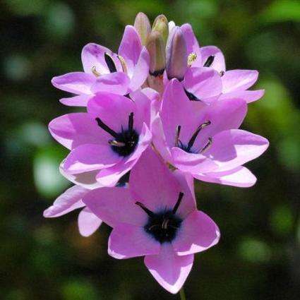 5 Ixia polystachya var. crassifolia Seeds - Endemic South African Indigenous Perennial Bulb