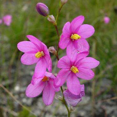 Ixia scillaris Seeds - Indigenous South African Bulb Seeds + FREE SEEDS with ALL orders