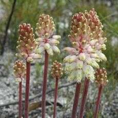 Lachenalia montana Seeds - Indigenous Bulbs Seeds