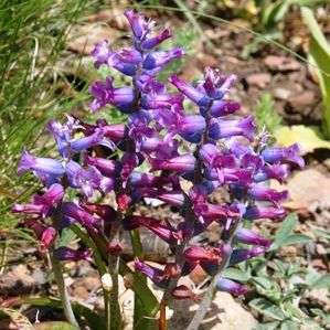 5 Lachenalia orchioides var. glaucina Seeds - Indigenous South African Bulb Seeds from Africa