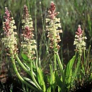 Lachenalia pallida Seeds - Indigenous Bulbs Seeds