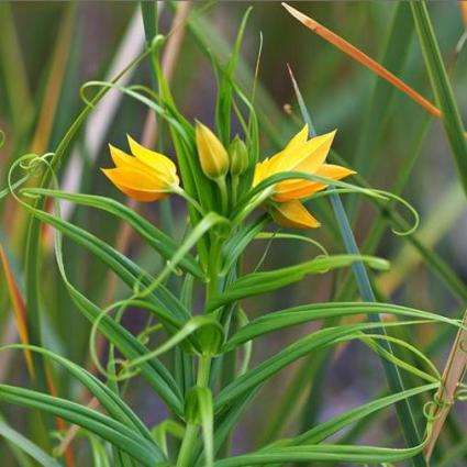 Gloriosa modesta Seeds - Indigenous Bulbs Seeds