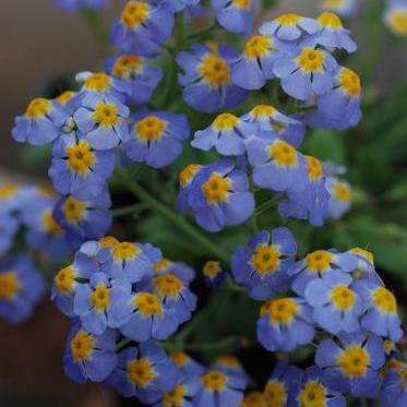 5 Manulea nervosa Seeds - Indigenous - South African Native Annual Seeds - Worldwide Shipping