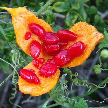 Momordica balsamina Seeds - Edible Fruit - Balsam Pear, Balsam Apple - Vine, Creeper, Climber