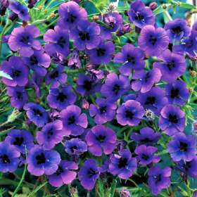 10 Monopsis debilis Seeds - Indigenous Annual