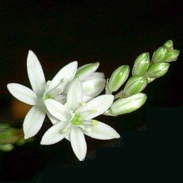 10 Ornithogalum hispidum Seeds - Indigenous Bulb Seeds - Seeds For South African Native Plants