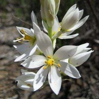 50 Ornithogalum strictum Seeds - Buy Indigenous Plant Seeds in South Africa - Bulb Seeds from Africa