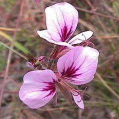 Pelargonium longicaule var. longicaule Seeds - Indigenous Shrub Seeds