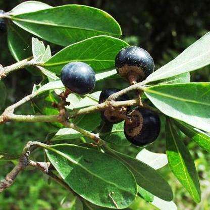10 Rhoicissus digitata Seeds - Baboon Grape, Bobbejaan Druif - Indigenous Climbing Shrub