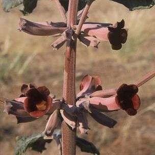 10 Rogeria longiflora Seeds - Indigenous Annual Seeds From Southern Africa - Worldwide Delivery