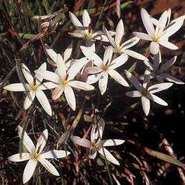 10 Romulea albiflora Seeds - Indigenous South African Bulb Seeds For Sale in South Africa