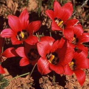 Romulea amoena Seeds - Indigenous Bulbs Seeds
