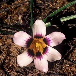 Romulea hallii - Indigenous South African Bulb Seeds From South Africa - PayPal Verified Seller