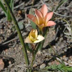 Romulea hirsuta var cuprea Seeds - Indigenous Bulbs Seeds