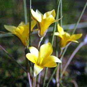 10 Romulea multisulcata Seeds - Indigenous - Buy Seeds For South African Bulbs - Worldwide Shipping