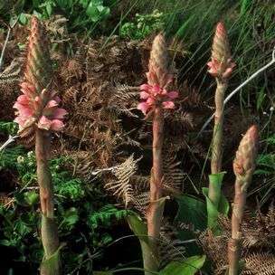 Satyrium carneum Seeds - Indigenous South African Orchid Seeds From Africa - Worldwide Delivery