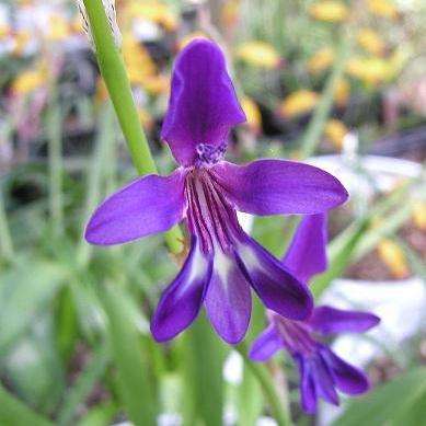 10 Sparaxis metelerkampiae Seeds - Indigenous South African Bulbs Seeds For Sale + FREE GIFTS!!!