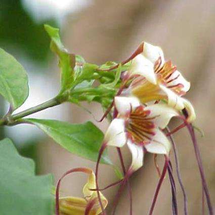 Strophanthus gerrardii Tree Seeds - Buy Seeds For Trees Indigenous to Southern Africa