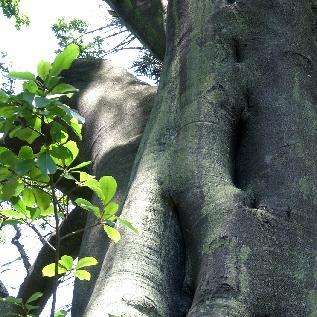 Strychnos decussata Tree Seeds - Cape Teak, Kaapse Kiaat - Indigenous