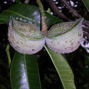 Tabernaemontana elegans Seeds ~ Toad Tree - Indigenous Ethobotanical