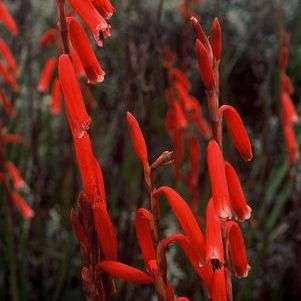 10 Watsonia aletroides Seeds - Indigenous South African Bulb Seeds From Africa - Worldwide Delivery