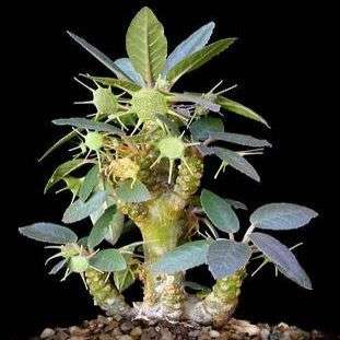 Dorstenia foetida Seeds - Miniature Palm Tree - Exotic Succulents - Evergreen Perennial