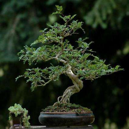 Operculicarya decaryi Seeds - Exotic Succulent Natural Bonsai Tree + Many GIFT Seeds