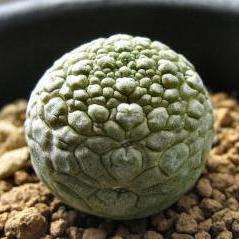3 Pseudolithos migiurtinus Seeds - RARE Exotic Succulents - Asclepiad - Combined Global Shipping