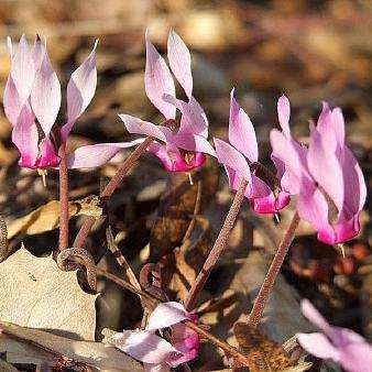 5 Cyclamen rohlfsianum Seeds - Bulbs Seeds
