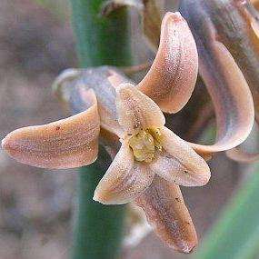 Dipcadi serotinum Seeds - Bulbs Seeds