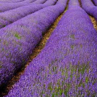 Lavandula angustifolia Seeds ~ English Lavender ~ Medicinal