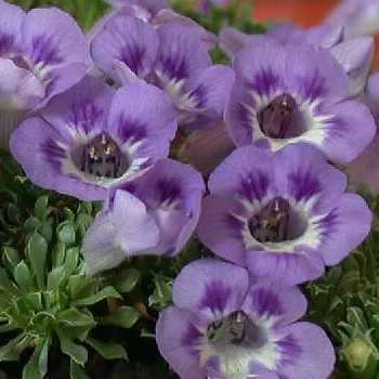 Aptosimum procumbens Seeds - Karoo Violet Seeds - Indigenous Perennials