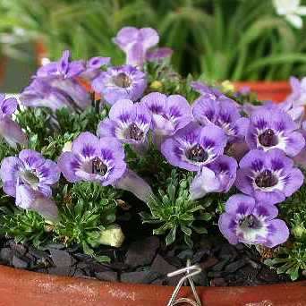 Karoo Violet Seeds - Aptosimum procumbens - Indigenous Perennials