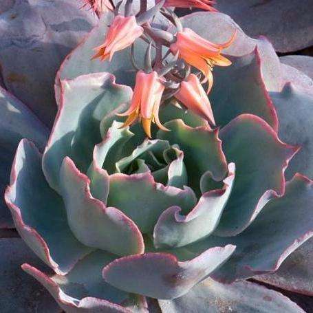 Echeveria 'Afterglow' Plants - LARGE Echeveria Hybrid - Live Succulent Plants