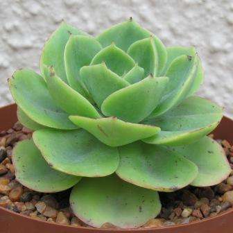 Echeveria secunda var. glauca Plants - Live Succulent Plants