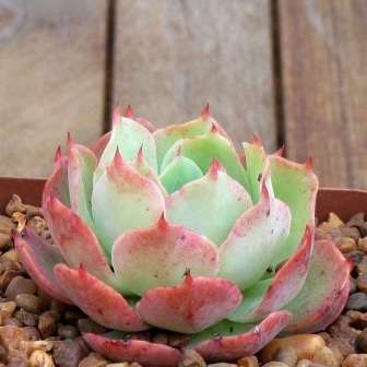 Echeveria subalpina Plants - Live Succulent Plants